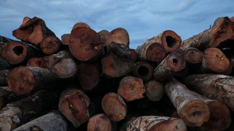 Exploração madeireira ilegal em Rondônia cai para 21%, mas quase metade ainda acontece em áreas protegidas