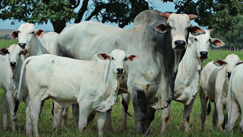 Embrapa lança selo para certificar carne bovina sustentável