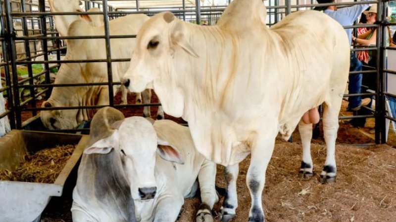 Governo de RO reduz ICMS do gado para fortalecer cadeia da carne e ampliar competitividade do setor