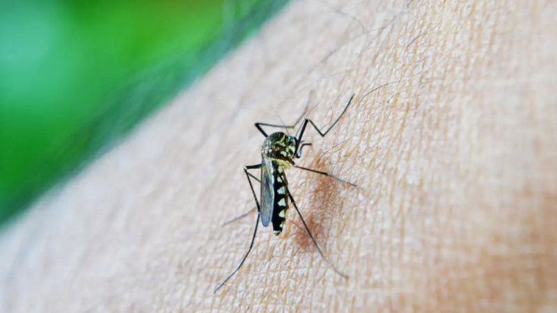 Acre registra queda de 75,5% nos casos prováveis de dengue em 2026