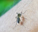 Acre registra queda de 75,5% nos casos prováveis de dengue em 2026